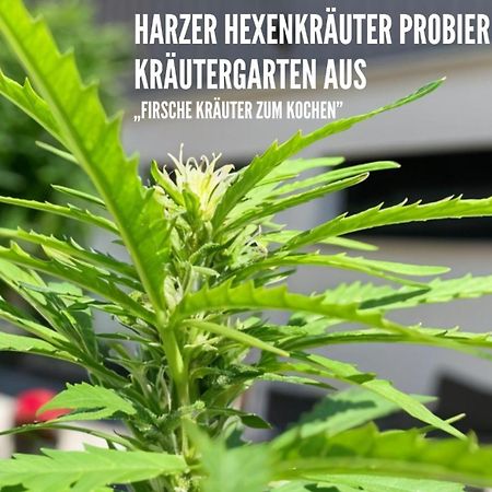 Harzer Healing Center 2024 Gemuetliche Landhauswohnung Mit Fussbodenheizung,Xxl Kochinsel,Xxl Regenduschen,Modern,Hochwertig,Persoenlich,Vollausgestattet Elbingerode  Kültér fotó
