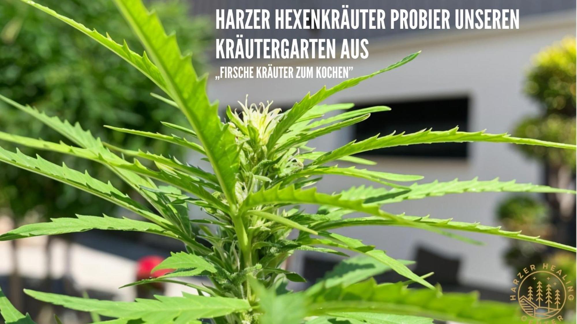 Harzer Healing Center 2024 Gemuetliche Landhauswohnung Mit Fussbodenheizung,Xxl Kochinsel,Xxl Regenduschen,Modern,Hochwertig,Persoenlich,Vollausgestattet Elbingerode  Kültér fotó